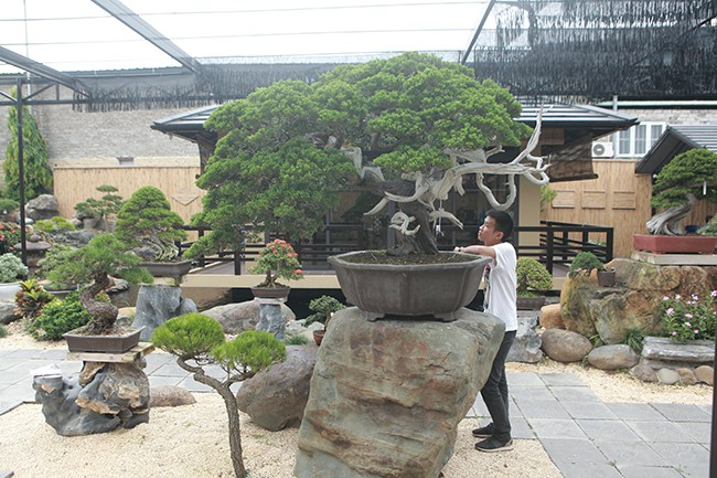 Hoa mat vuon bonsai Nhat tien ty giua dat Bac Giang-Hinh-3