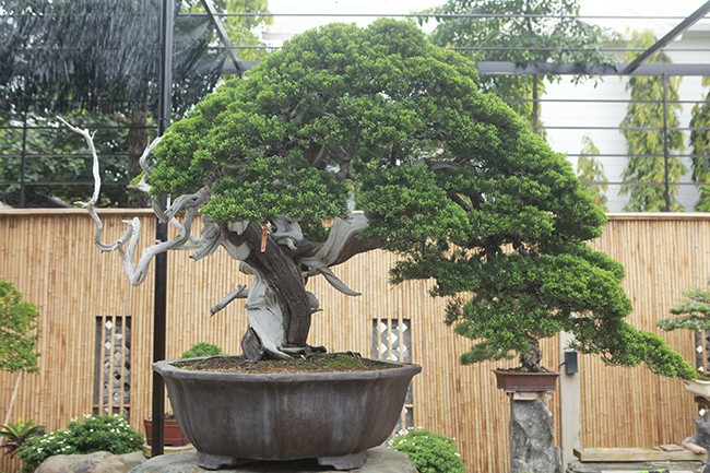 Hoa mat vuon bonsai Nhat tien ty giua dat Bac Giang-Hinh-4