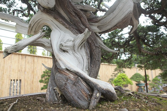 Hoa mat vuon bonsai Nhat tien ty giua dat Bac Giang-Hinh-5