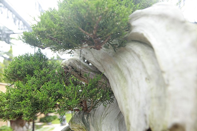 Hoa mat vuon bonsai Nhat tien ty giua dat Bac Giang-Hinh-7