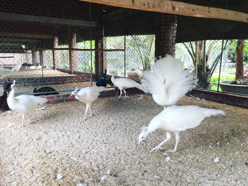 Chim dot bien gen 100 trieu: Nu cong nhan vay tien mua ve ngam choi