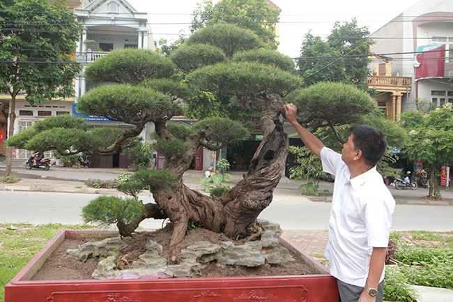 Vuon cay nghe thuat di san 300 ty doc nhat vo nhi tai Viet Nam-Hinh-9