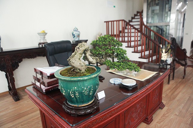 Bo suu tap bonsai tien ty va 