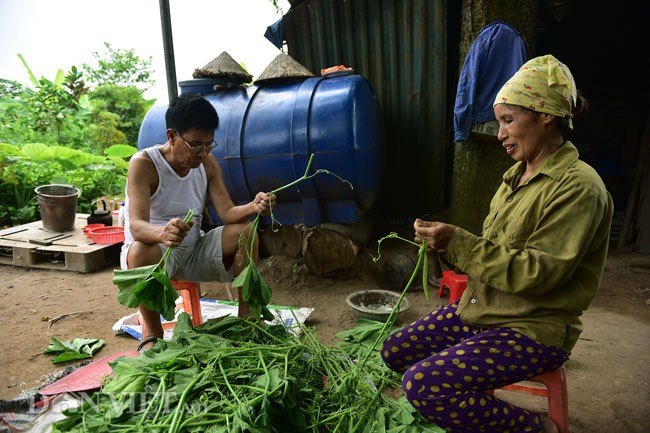 Trong rau bi, bo tui tien trieu moi ngay o 