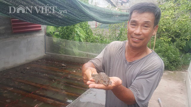 Nuoi bat ngan tho va ech, lao nong Ninh Binh thanh trieu phu-Hinh-2