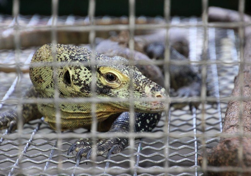 Nguoi dan dao lo so phai roi di de nhuong cho cho rong Komodo-Hinh-9