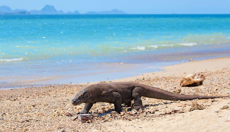 Nguoi dan dao lo so phai roi di de nhuong cho cho rong Komodo