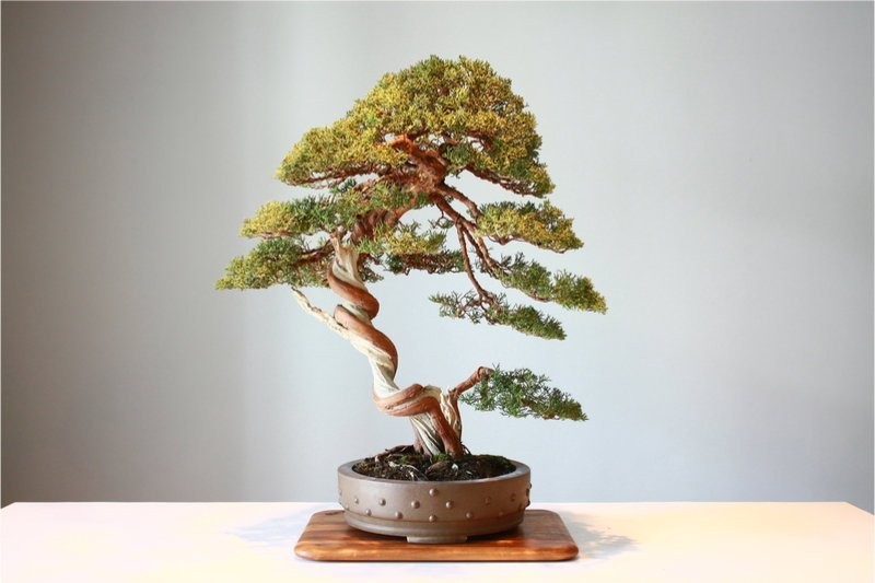 Ly giai nguyen nhan cay canh bonsai lai co gia tren troi-Hinh-2