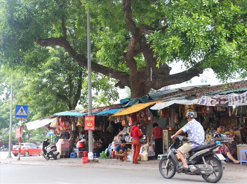 Mua mua bao, dan lo nom nop voi co thu moc xuyen mai nha o khu tap the cu-Hinh-6