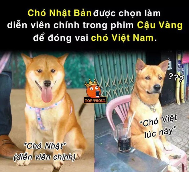 Anh che 'tam tu cua cau Vang' khi bi 'bien thanh' giong Shiba Inu-Hinh-3