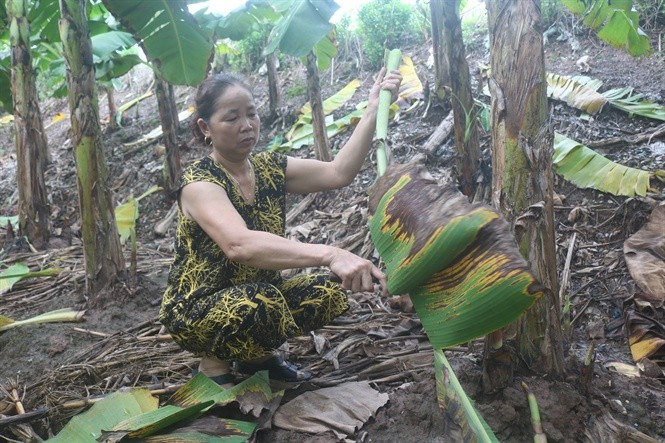 Tan thu la chuoi, la dong thu nhap kha