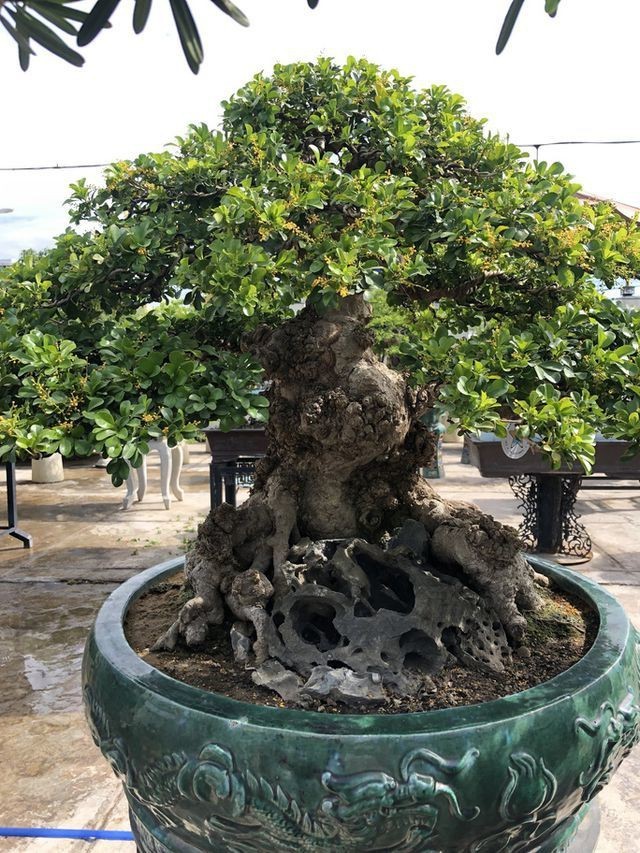 Man nhan voi cay ngau bonsai co thu tri gia hang ty dong