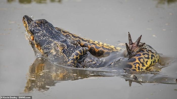 Tran khong lo siet ca sau caiman 'thua song thieu chet'-Hinh-2