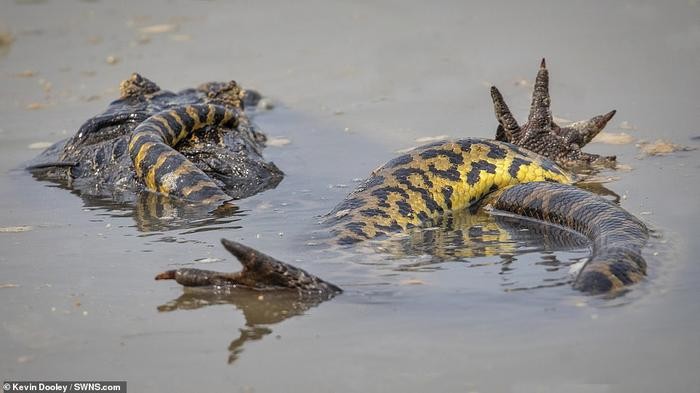 Tran khong lo siet ca sau caiman 'thua song thieu chet'-Hinh-4