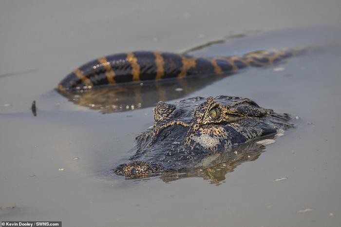 Tran khong lo siet ca sau caiman 'thua song thieu chet'-Hinh-5