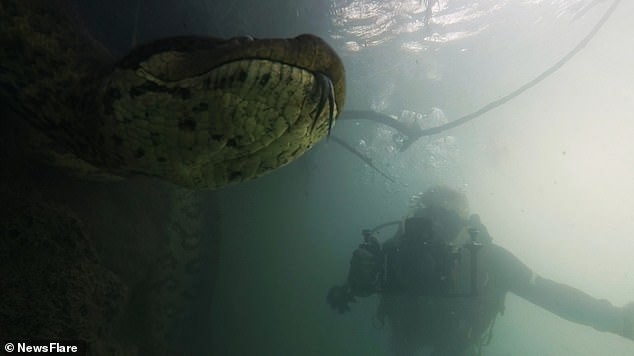 Kinh hoàng cảnh thợ lặn chạm mặt loài trăn lớn nhất thế giới dưới nước