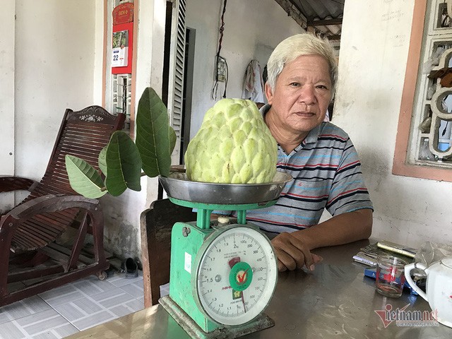 Vet het vang mua cay na trai sieu to khong lo nang 1,5kg-Hinh-4