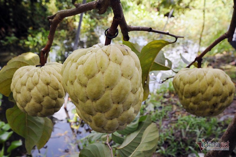 Vet het vang mua cay na trai sieu to khong lo nang 1,5kg