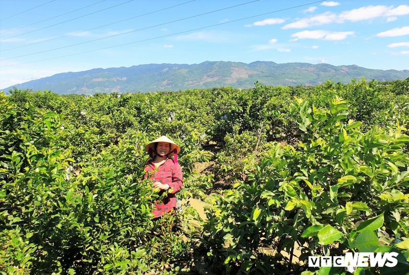 Vuon trai cay Nam Bo bac ty cua nguoi phu nu xu Quang