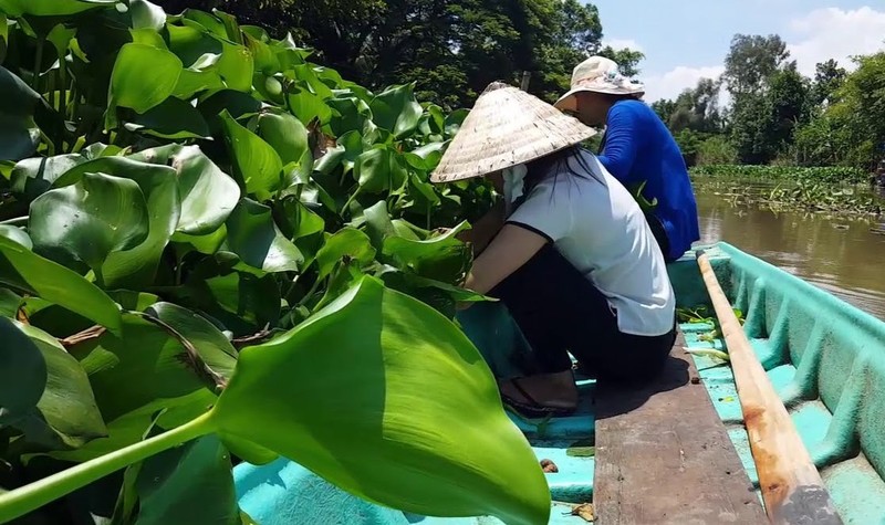 Chuyen la Hau Giang: Dan bo rau nhut quay ra trong... beo dai