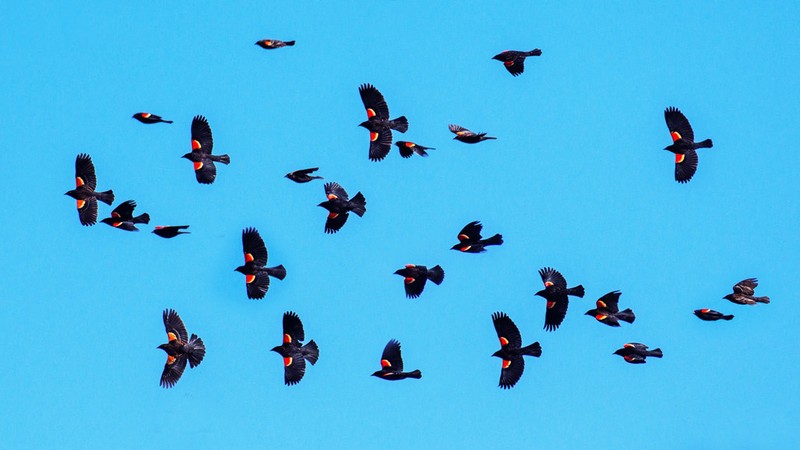 Vì sao gần 3 tỷ con chim biến mất ở Mỹ, Canada sau 50 năm?