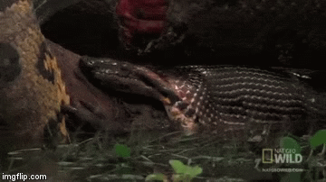 Trăn Anaconda đoạt mạng sát thủ đầm lầy trong tích tắc