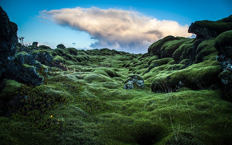 Lac den Mat Trang tren canh dong dung nham reu phu Iceland