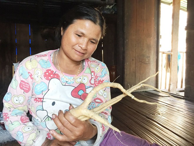 Bi an o 'thu phu' cua loai sam 'ong uong, ba vui': Than duoc dom