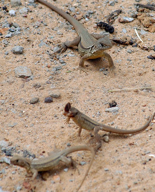 Gia loai bo sat thom ngon tang cao, nguoi dan van khong dam nuoi them