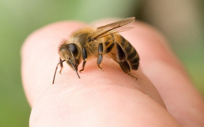 Nguoi dan ong bat tinh giua duong sau khi bi ong dot
