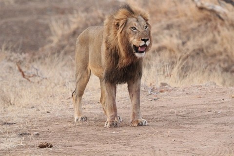 Cực hiếm: Sư tử đực đoạt mạng, chén thịt luôn sư tử cái