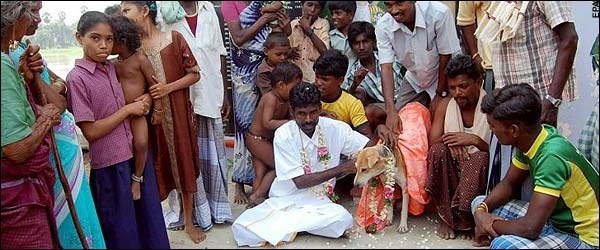Thanh niên cưới một chú cún già để giải hạn gây xôn xao