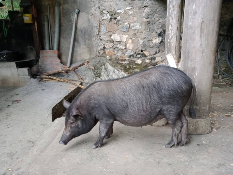 Nguoi dan manh tay dau tu tien san lung 'lon cap nach' an Tet