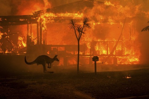 Kangaroo bi bong nang vao nha dan tim su giup do sau chay rung Australia-Hinh-3