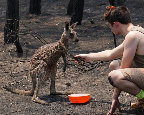 Kangaroo bị bỏng nặng vào nhà dân tìm sự giúp đỡ sau cháy rừng Australia
