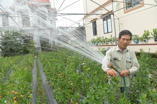 Quat ho lo mini gia re hut nguoi choi Tet-Hinh-7