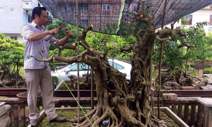 Nguoi dan ong Ha Noi choi ngong, ban 3 can nha mua cay canh