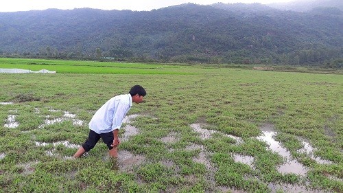 Chuyen la Ha Tinh: Co ruong ma khong dam xuong... cay cay-Hinh-4