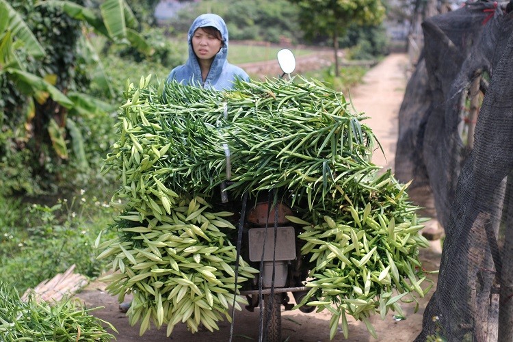 Hoa loa ken dau mua gia re bat ngo van chiu e am vi Covid-19-Hinh-6