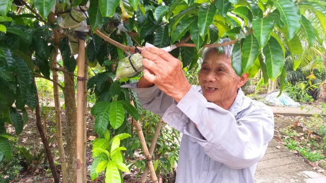 La lung vu sua mau vang ong, cho trai quanh nam-Hinh-6