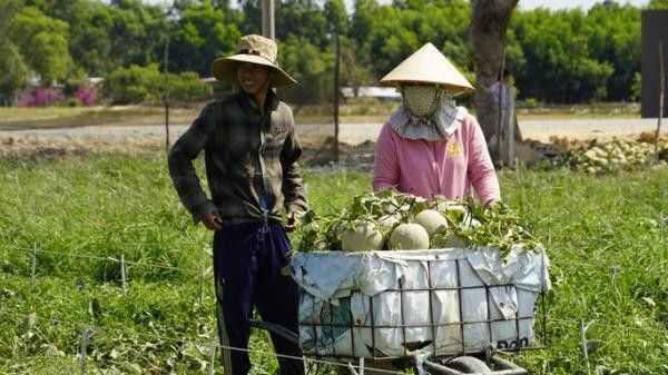 Dua luoi giam gia manh, nong dan nhu ngoi tren lua-Hinh-4