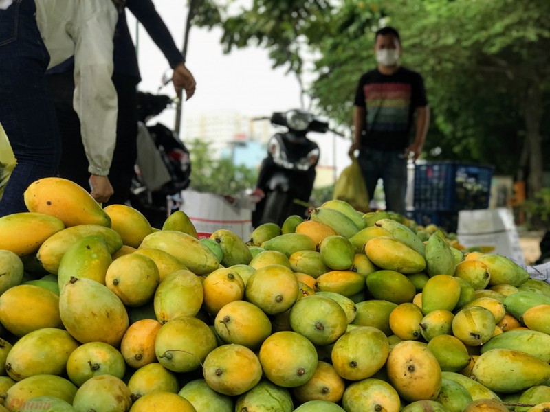 Xoai do dong ban day duong pho, gia chi 10.000 dong/kg