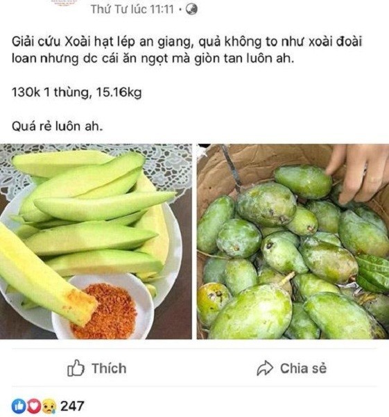 Xoai rot gia, chi con 10.000 dong 3kg cung khong ai mua-Hinh-3