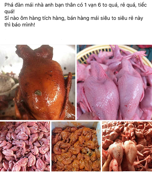 18.000 dong 100 qua trung cut, nguoi nuoi ban thao dan bu lo tram trieu-Hinh-2