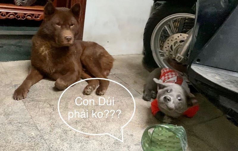 Idol Nguyen Van Dui deo khau trang phong dich