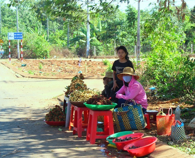 Doc la cac loai trai cay rung tran xuong pho