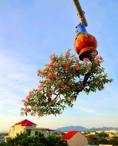 Ngam dan bonsai moc nguoc cuc doc la cua lao gan xu Quang-Hinh-4