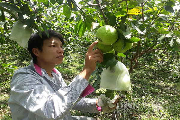 Lai Chau: Cat bang ky su o nha trong oi le, 9X lai 200 trieu/nam