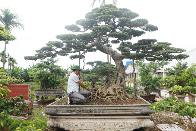 3 cay sanh 'khung' tri gia 10 ty cua anh nong dan-Hinh-15