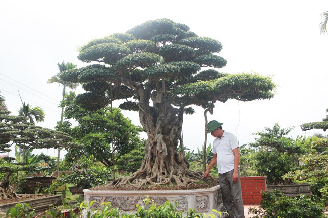 3 cay sanh 'khung' tri gia 10 ty cua anh nong dan-Hinh-2